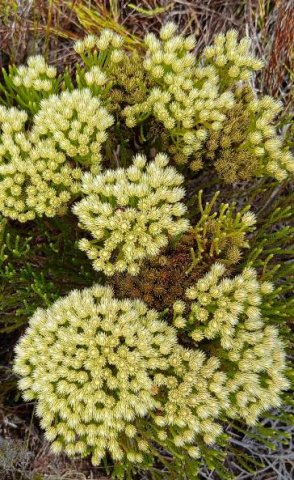 Brunia paleacea flowering as if its life depends upon it